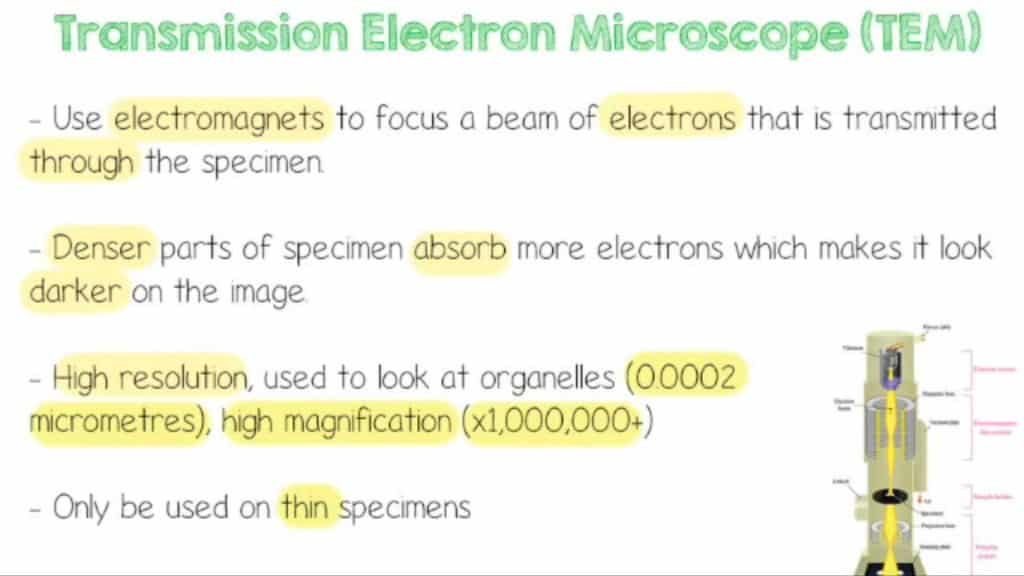 A Level revision for Biology: 8 killer resources to know about | Studying & Revision | Student Hacks